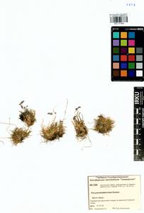 Poa pseudoabbreviata Roshev., Siberia, Central Siberia (S3) (Russia)