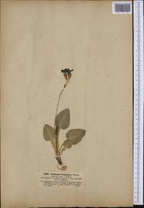 Primula veris subsp. columnae (Ten.) Maire & Petitm., Western Europe (EUR) (Croatia)