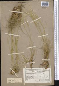 Stipa karataviensis Roshev., Middle Asia, Western Tian Shan & Karatau (M3) (Kazakhstan)