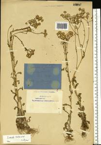 Senecio vernalis Waldst. & Kit., Eastern Europe, Eastern region (E10) (Russia)