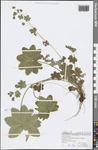Alchemilla conglobata H. Lindb., Eastern Europe, Volga-Kama region (E7) (Russia)