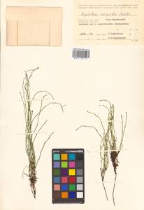 Equisetum scirpoides Michx., Siberia, Chukotka & Kamchatka (S7) (Russia)