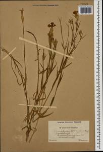 Dianthus caucaseus Sims, Caucasus (no precise locality) (K0)