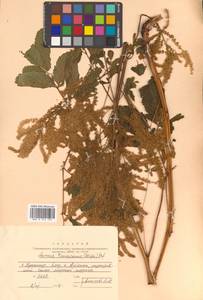 Aruncus dioicus (Walter) Fernald, Siberia, Russian Far East (S6) (Russia)