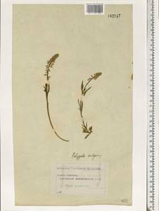 Polygala comosa Schkuhr, Eastern Europe, Moscow region (E4a) (Russia)