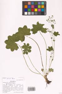 Alchemilla micans Buser, Eastern Europe, North-Western region (E2) (Russia)