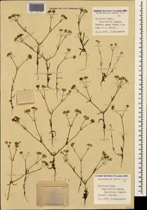 Valerianella pumila (L.) DC., Crimea (KRYM) (Russia)