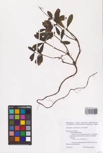 Chimaphila umbellata (L.) W. P. C. Barton, Eastern Europe, Central region (E4) (Russia)