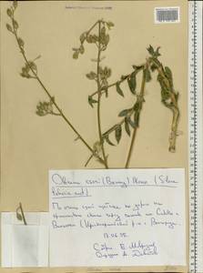 Silene csereii Baumg., Eastern Europe, Lower Volga region (E9) (Russia)