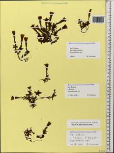 Gentiana dshimilensis K. Koch, Caucasus, Krasnodar Krai & Adygea (K1a) (Russia)