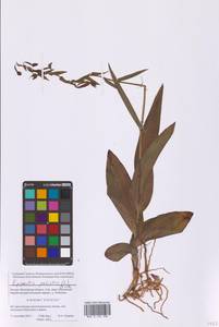 Epipactis palustris (L.) Crantz, Eastern Europe, Moscow region (E4a) (Russia)