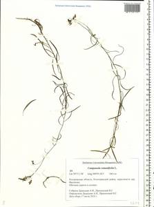 Campanula rotundifolia L., Eastern Europe, Central forest region (E5) (Russia)