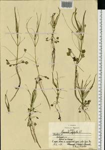 Ranunculus polyphyllus Waldst. & Kit. ex Willd., Eastern Europe, Moscow region (E4a) (Russia)