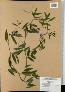 Lathyrus palustris L., Eastern Europe, Central region (E4) (Russia)