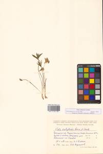 Viola multifida Willd. ex Roem. & Schult., Siberia, Russian Far East (S6) (Russia)