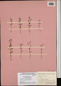Chaenorhinum minus, Eastern Europe, Central region (E4) (Russia)