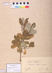 Salix bebbiana Sarg., Siberia, Altai & Sayany Mountains (S2) (Russia)