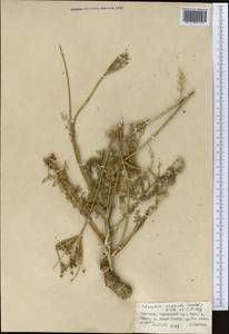 Schrenkia vaginata (Ledeb.) Fisch. & C.A.Mey., Middle Asia, Northern & Central Tian Shan (M4) (Kyrgyzstan)