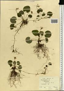 Viola odorata L., Eastern Europe, South Ukrainian region (E12) (Ukraine)