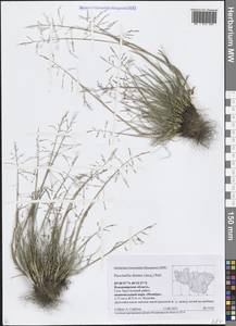 Puccinellia distans (Jacq.) Parl., Eastern Europe, Central region (E4) (Russia)