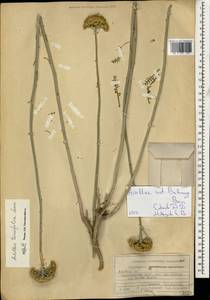Achillea tenuifolia Lam., Caucasus, Azerbaijan (K6) (Azerbaijan)