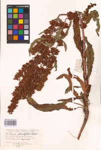 Rumex stenophyllus Ledeb., Eastern Europe, Lower Volga region (E9) (Russia)