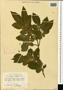 Euonymus leiophloeus Stev., Caucasus, North Ossetia, Ingushetia & Chechnya (K1c) (Russia)