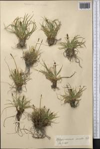 Carex kokanica (Regel) S.R.Zhang, Middle Asia, Pamir & Pamiro-Alai (M2) (Tajikistan)