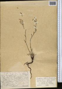 Acantholimon setiferum Bunge, Middle Asia, Pamir & Pamiro-Alai (M2) (Uzbekistan)