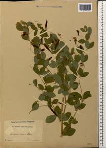Lathyrus roseus Steven, Caucasus (no precise locality) (K0)