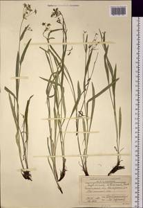 Bupleurum sibiricum Vest ex Spreng., Siberia, Baikal & Transbaikal region (S4) (Russia)
