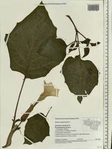 Datura stramonium L., Eastern Europe, Central region (E4) (Russia)