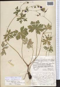 Geranium collinum Stephan ex Willd., Mongolia (MONG) (Mongolia)