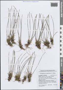 Trichophorum cespitosum (L.) Hartm., Western Europe (EUR) (Spain)