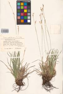 Carex pediformis C.A.Mey., Eastern Europe, Lower Volga region (E9) (Russia)