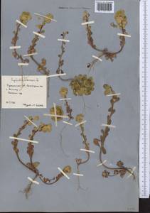 Euphorbia helioscopia L., Middle Asia, Karakum (M6) (Turkmenistan)