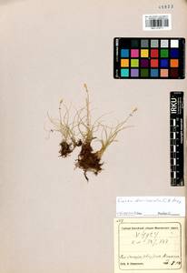 Carex duriuscula C.A.Mey., Siberia, Altai & Sayany Mountains (S2) (Russia)