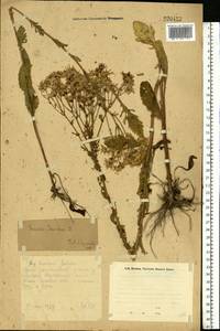 Jacobaea vulgaris subsp. vulgaris, Eastern Europe, Eastern region (E10) (Russia)