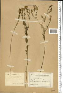 Nigella arvensis L., Eastern Europe, Rostov Oblast (E12a) (Russia)