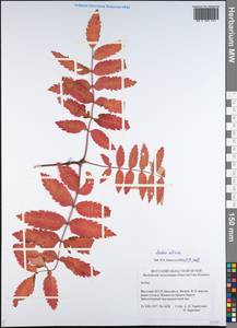 Sorbus aucuparia subsp. glabrata (Wimm. & Grab.) Hedl., Siberia, Yakutia (S5) (Russia)