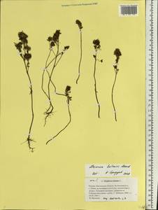 Origanum majorana L., Eastern Europe, Middle Volga region (E8) (Russia)