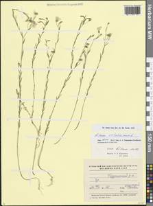 Linum usitatissimum L., Caucasus, Azerbaijan (K6) (Azerbaijan)