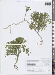 Diphasiastrum complanatum (L.) Holub, Eastern Europe, Central region (E4) (Russia)