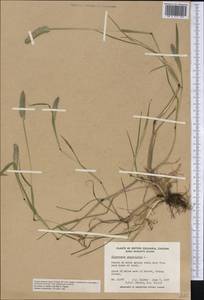 Alopecurus geniculatus L., America (AMER) (Canada)