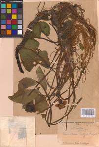 Nuphar pumila (Timm) DC., Eastern Europe, North-Western region (E2) (Russia)