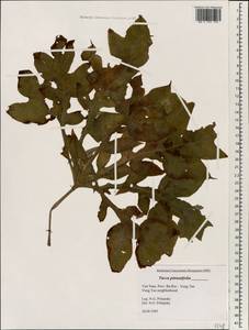Tacca leontopetaloides (L.) Kuntze, South Asia, South Asia (Asia outside ex-Soviet states and Mongolia) (ASIA) (Vietnam)