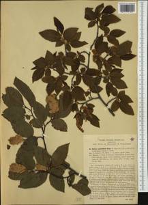 Ostrya carpinifolia Scop., Western Europe (EUR) (Italy)