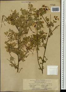 Hippocrepis emerus subsp. emeroides (Boiss. & Spruner) Greuter & Burdet ex Lassen, Crimea (KRYM) (Russia)