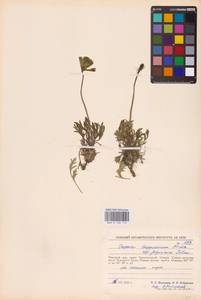 Oreomecon lapponica subsp. lapponica, Eastern Europe, Northern region (E1) (Russia)
