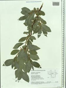 Elaeagnus commutata Bernh. ex Rydb., Eastern Europe, Central region (E4) (Russia)